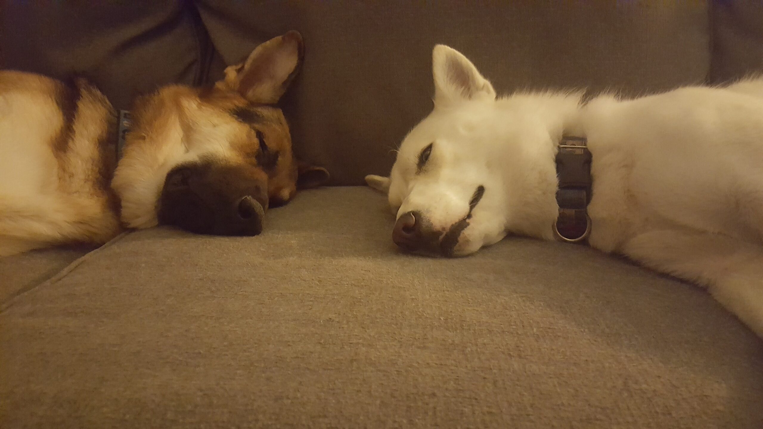 Patrick Schlotzhauer's dogs side-by-side